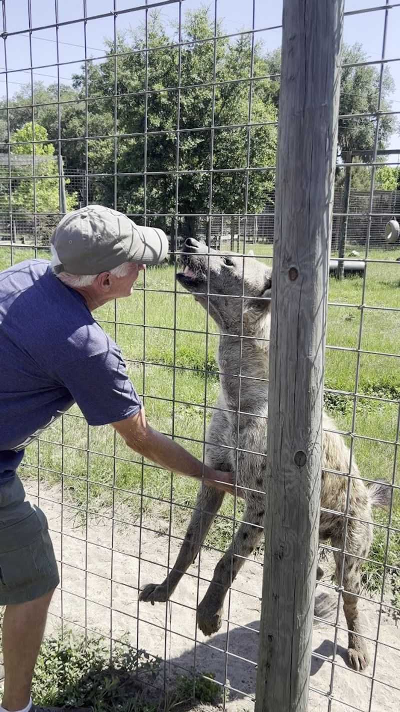 Scarlett the Hyena and Her Unforgettable Purr