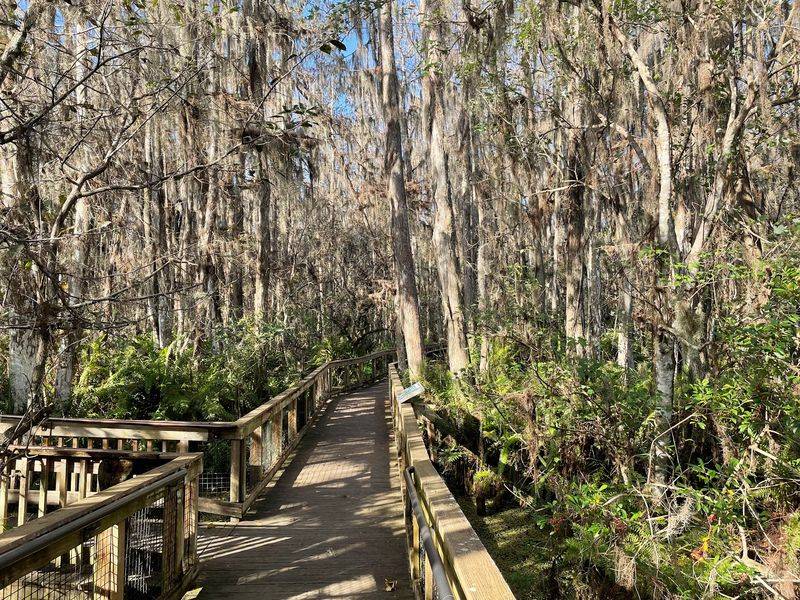 Stroll the Cypress Swamp Boardwalk