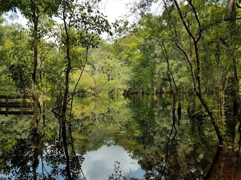 Natural Springs And Old Florida Landscapes