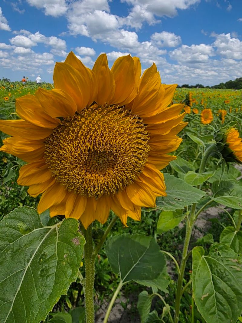 Dade City Farms (Dade City)