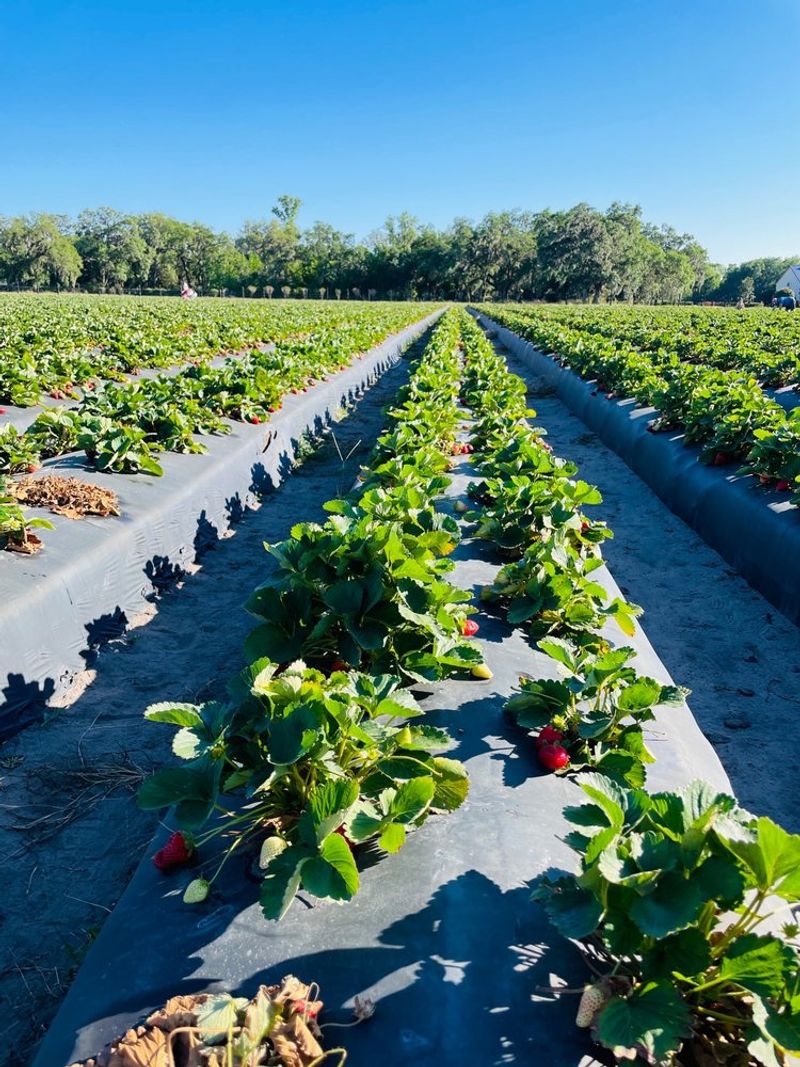Three Son Farms, L.L.C.
