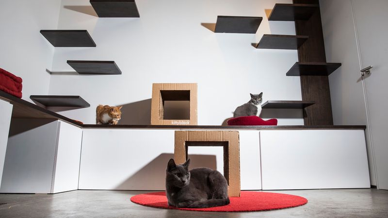 Welcome to Koneko: What To Expect