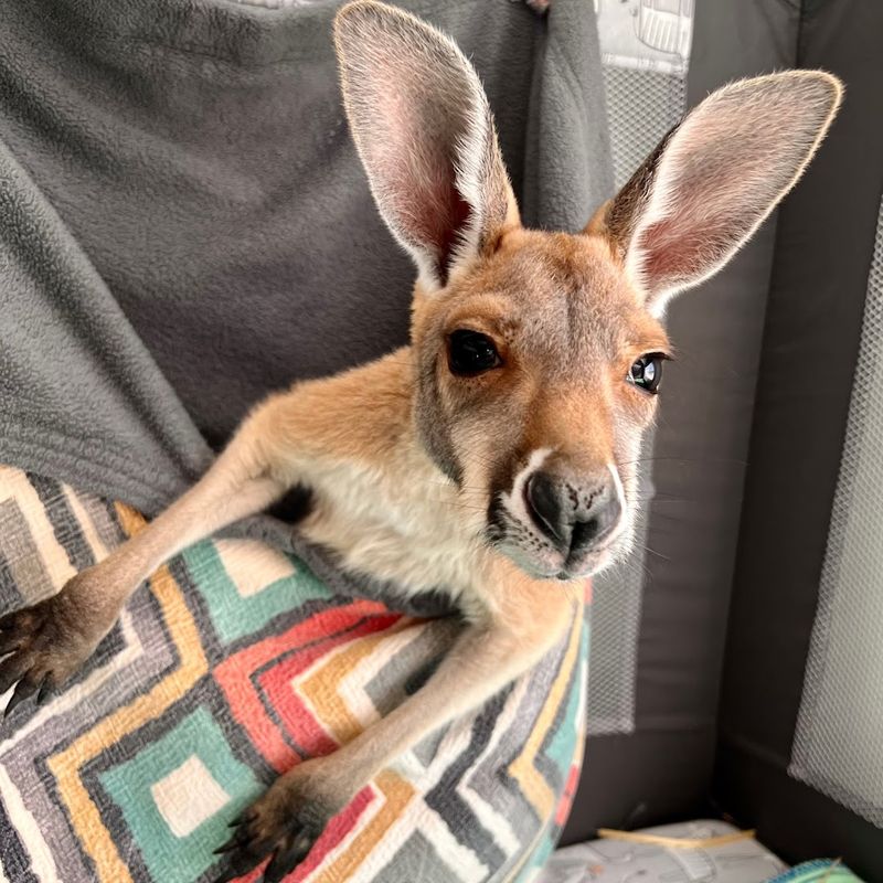 What to Know Before Planning a Trip to This Columbia Farm