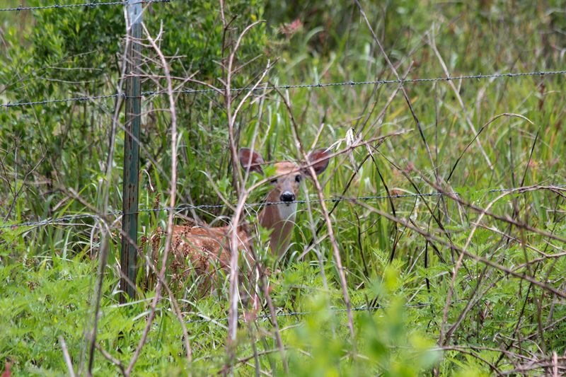 Birds, Deer, and Other Wild Neighbors