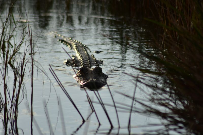 Alligators Up Close, From A Safe Perch