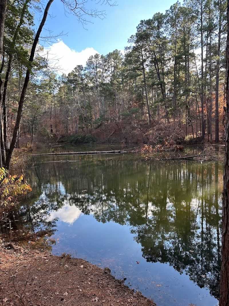 Peaceful Fishing Pond Surrounded by Forest