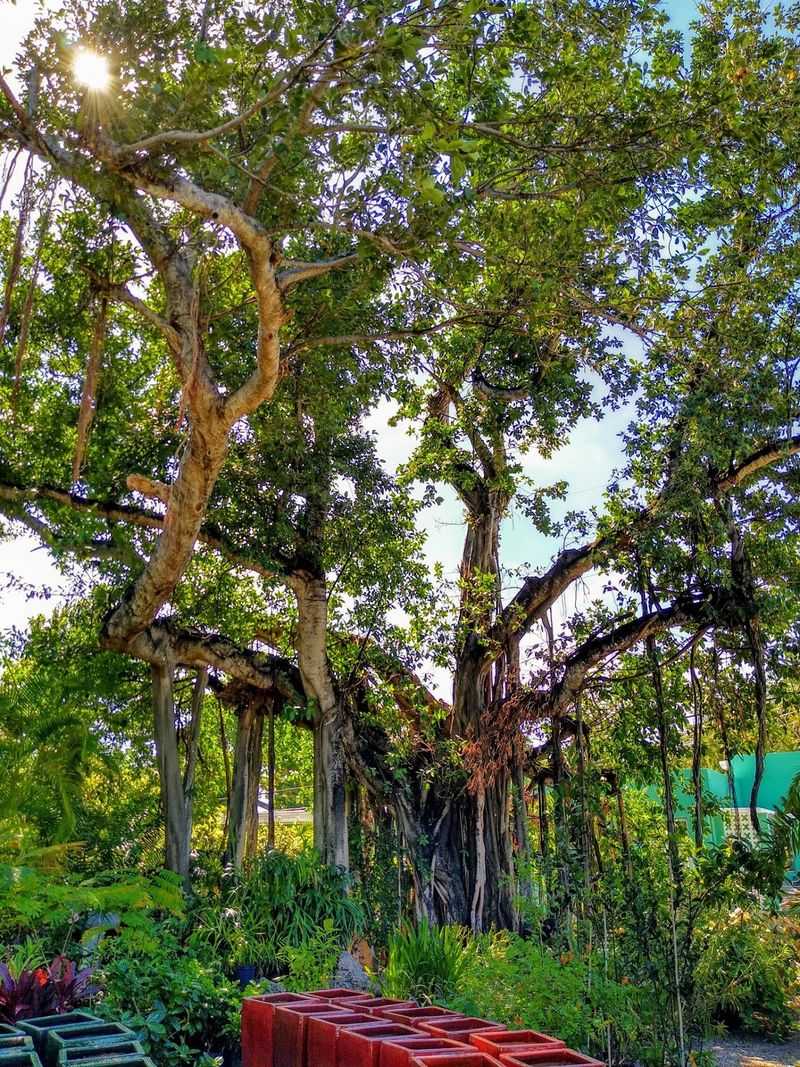 Those Magnificent Banyan Trees