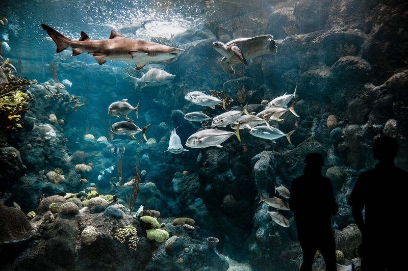 The Florida Aquarium (Tampa)