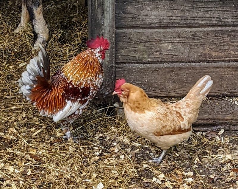 Farm-Fresh Eggs from Chickens, Ducks, and Quail