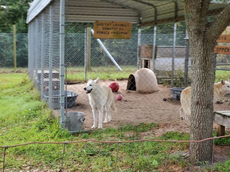 How to Support Elmira's Wildlife Sanctuary Beyond Just Buying a Ticket