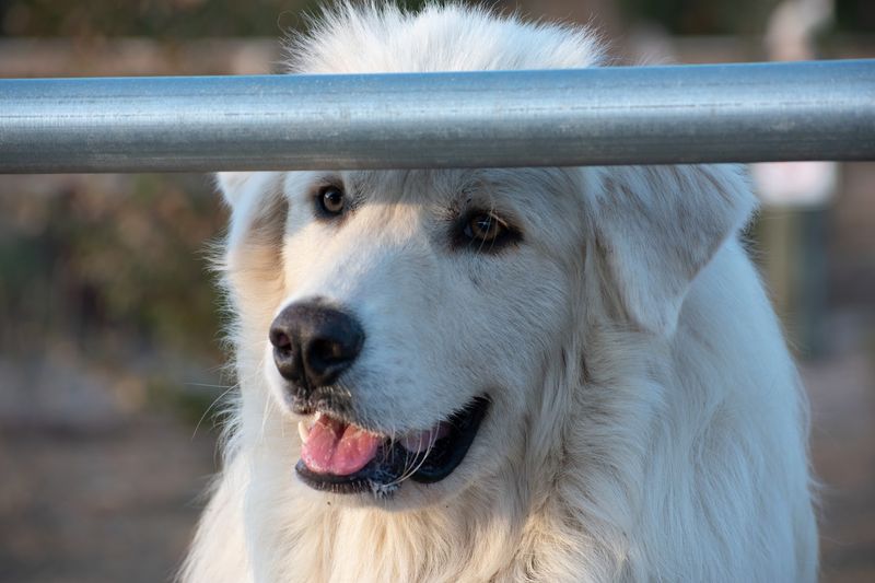 Friendly Farm Animals That Steal Hearts