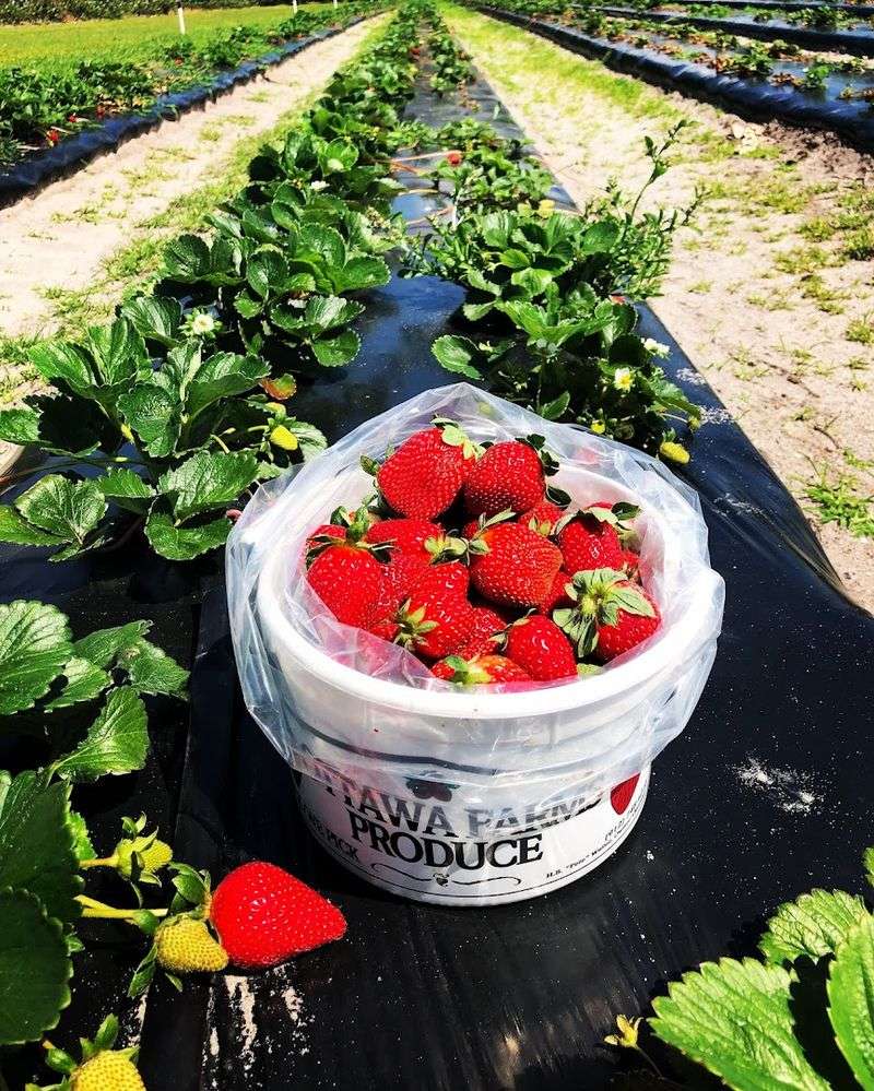 Ottawa Farms (Bloomingdale)