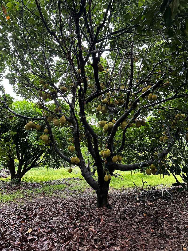 Serendib Farms