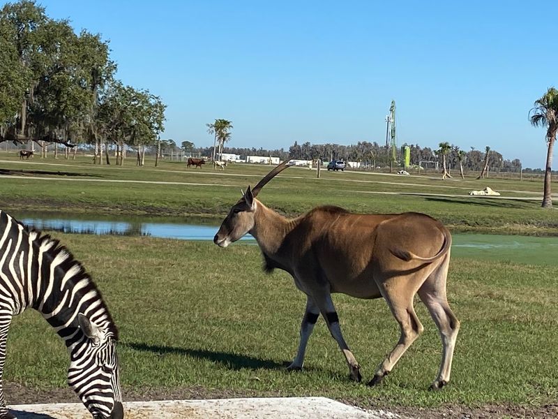 Drive-Through Safari With Serious Wow Factor