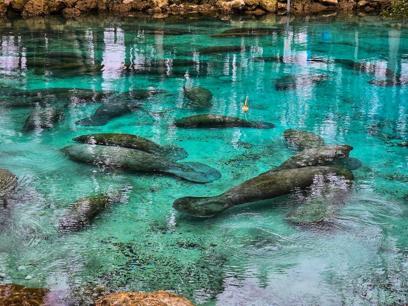 Three Sisters Springs (Crystal River)