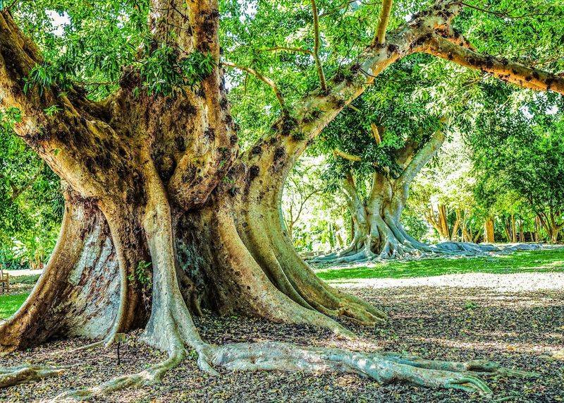 Shaded Pathways and Banyan Avenues