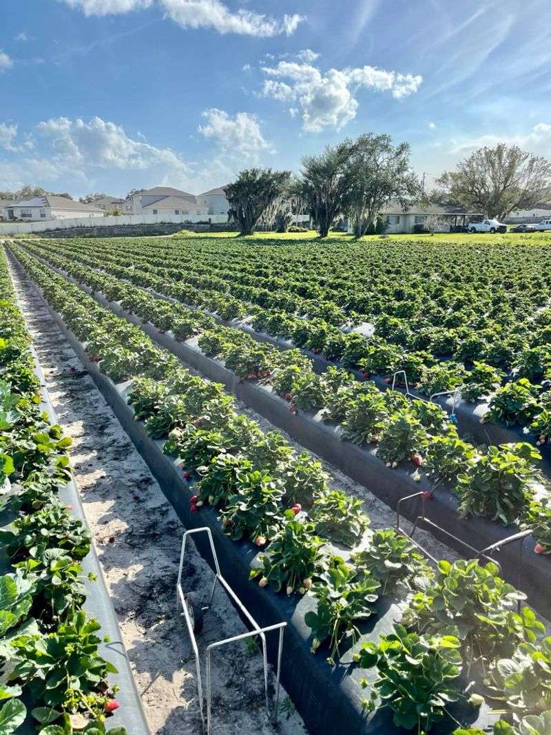 The Berry Fields That Earned the Crown