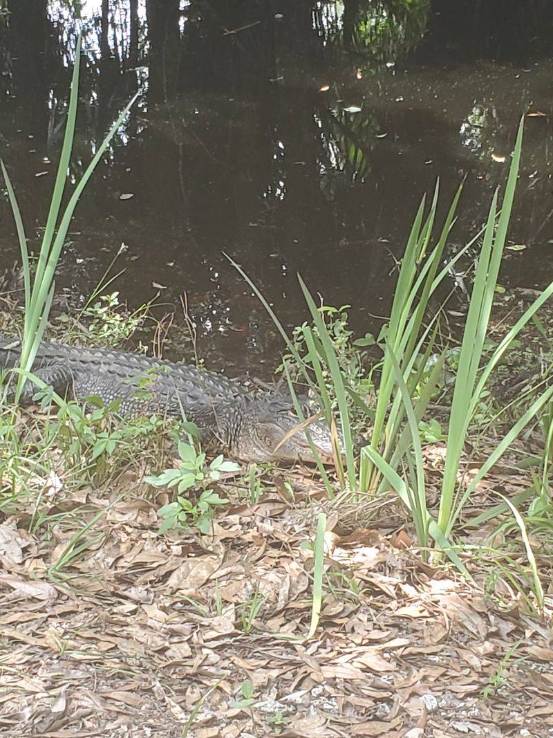 Gators Everywhere You Look