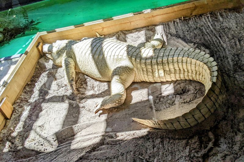 White Gators and Photo Ops