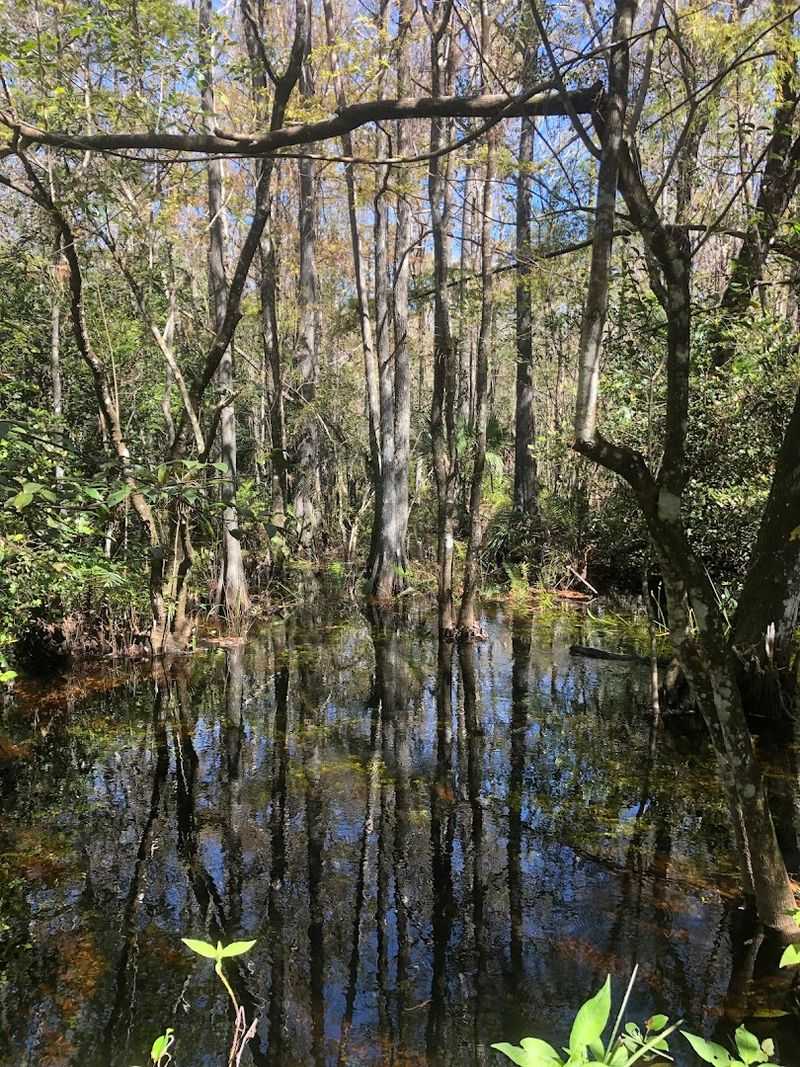 Fakahatchee Strand Preserve State Park (Copeland)