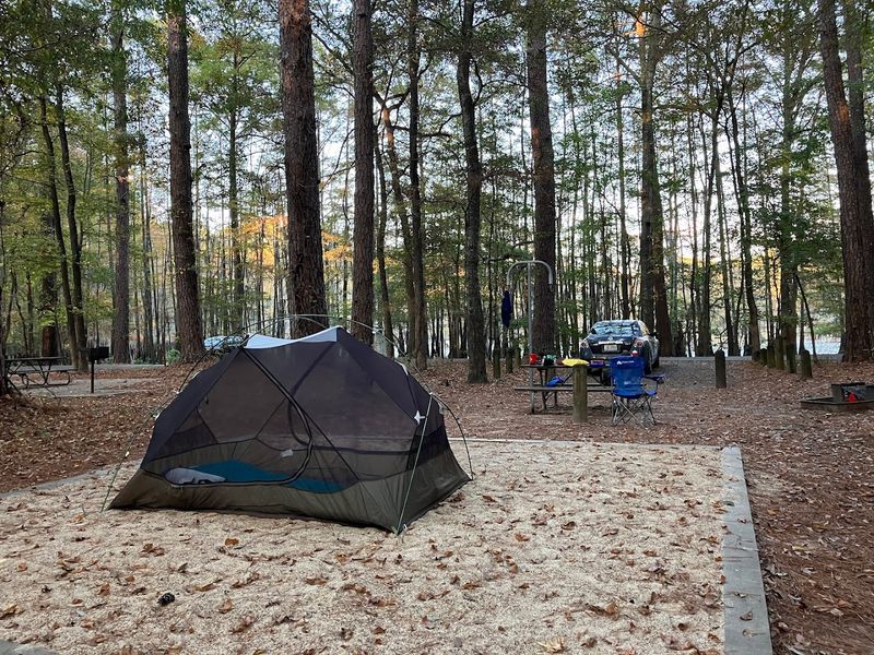 Camping Under the Pines
