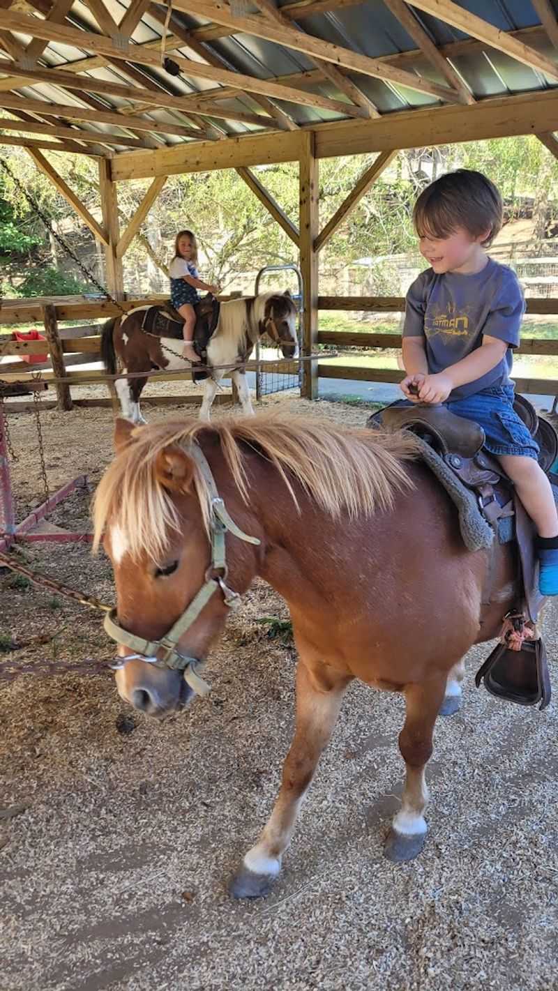 What Visitors Can Expect From the Petting Zoo and Interactive Experiences