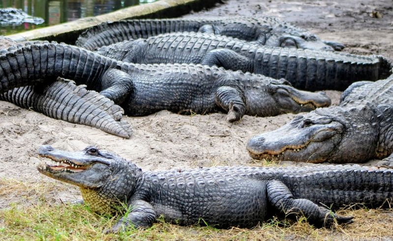 St. Augustine Alligator Farm Zoological Park (St. Augustine)
