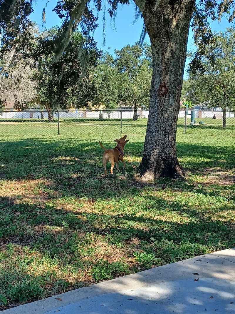 Dog Park: Room To Run