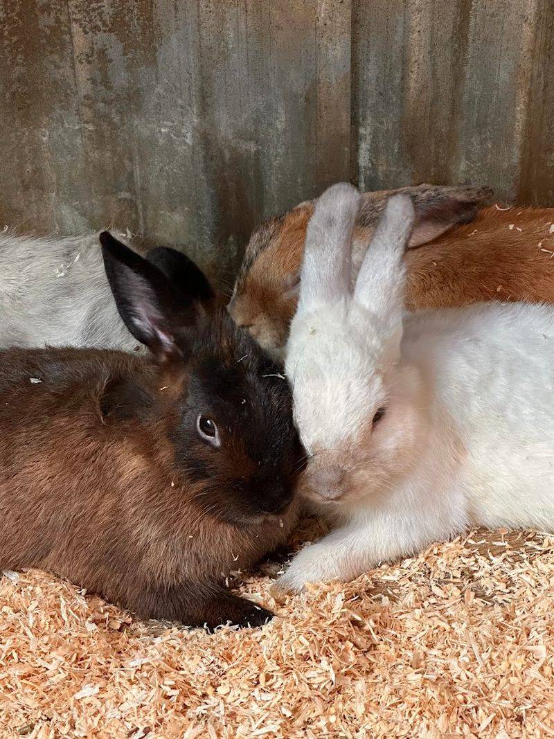 Gentle Bunny Encounters With Expert Guidance