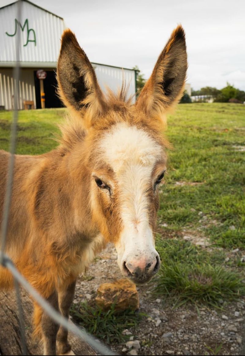 Bonfires, Brays, and Quiet Country Nights