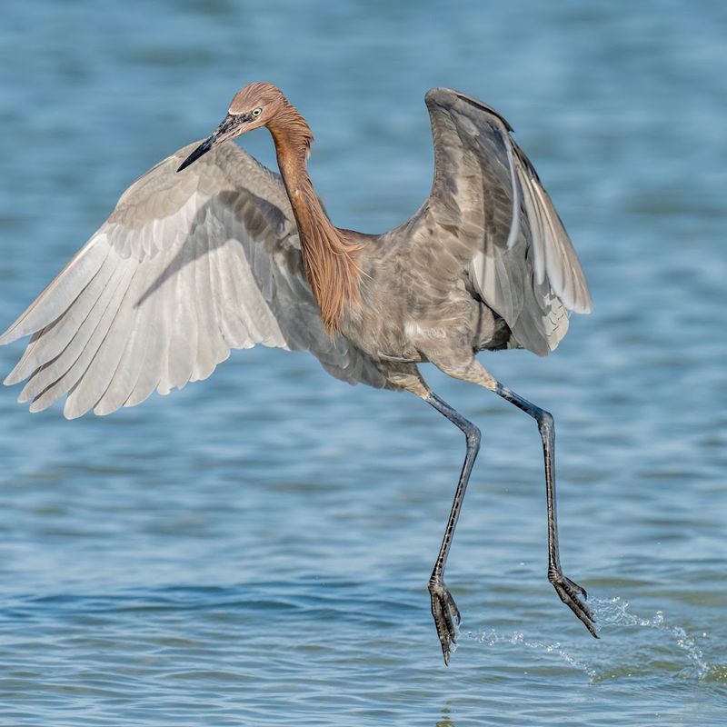 Incredible Wildlife Watching Opportunities