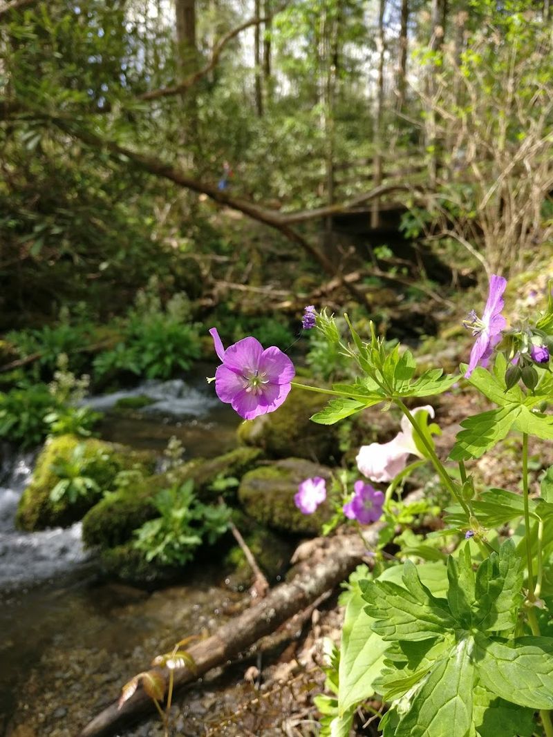 The Tennessee Trail That Turns Into a Wildflower Wonderland