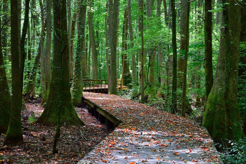 Beaver Dam Trail, Parker Dam State Park