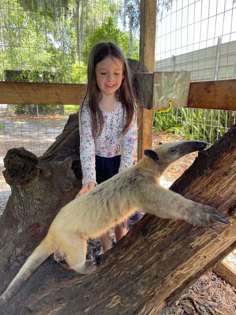 Giant Anteaters That Bring The Laughs