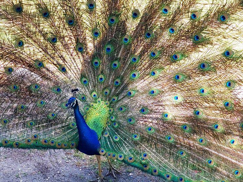 Peacocks and Iguanas Roaming Free
