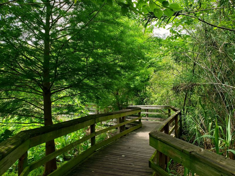 Winding Boardwalk Through Wetland Wonderland