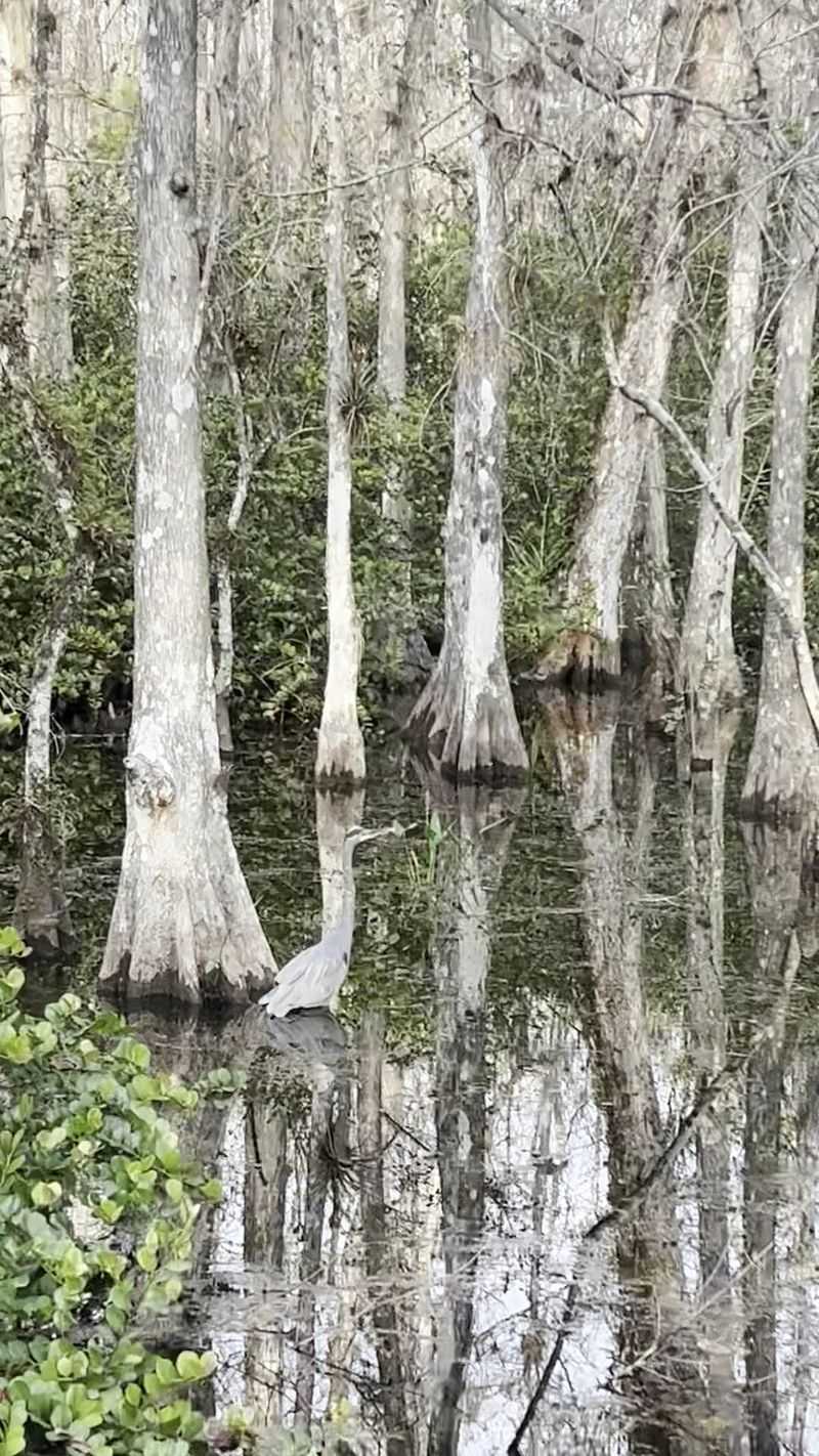 Gator Hook Trail (Ochopee)