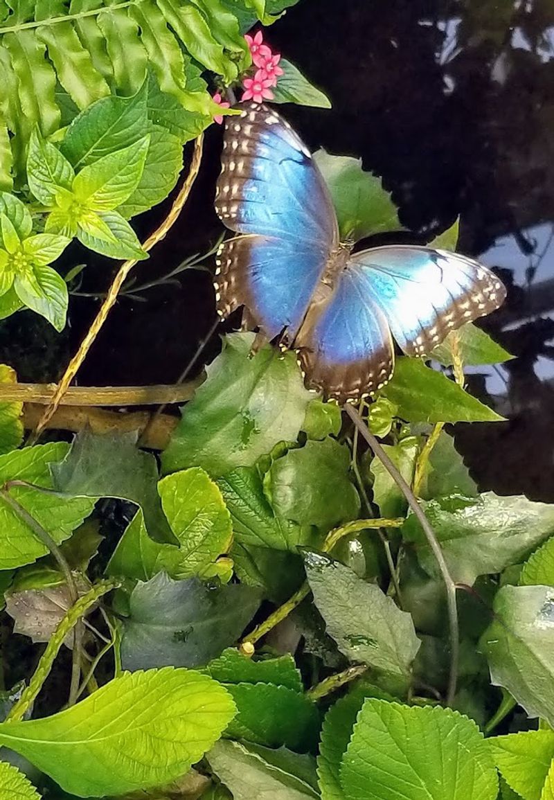 Don't Miss the Butterfly Garden and Touch Tanks