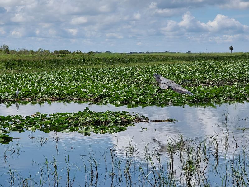 Lake Kissimmee (Osceola/Polk Counties)