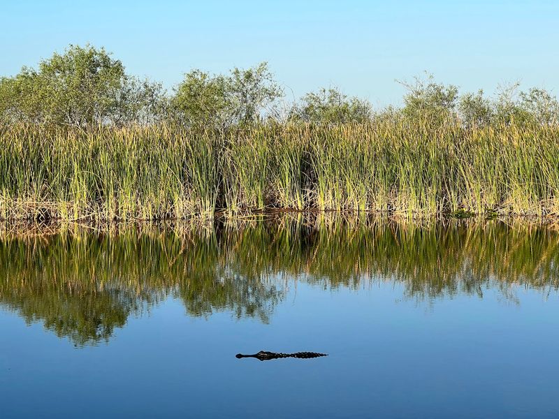Hunt for Gators in the Open Marsh