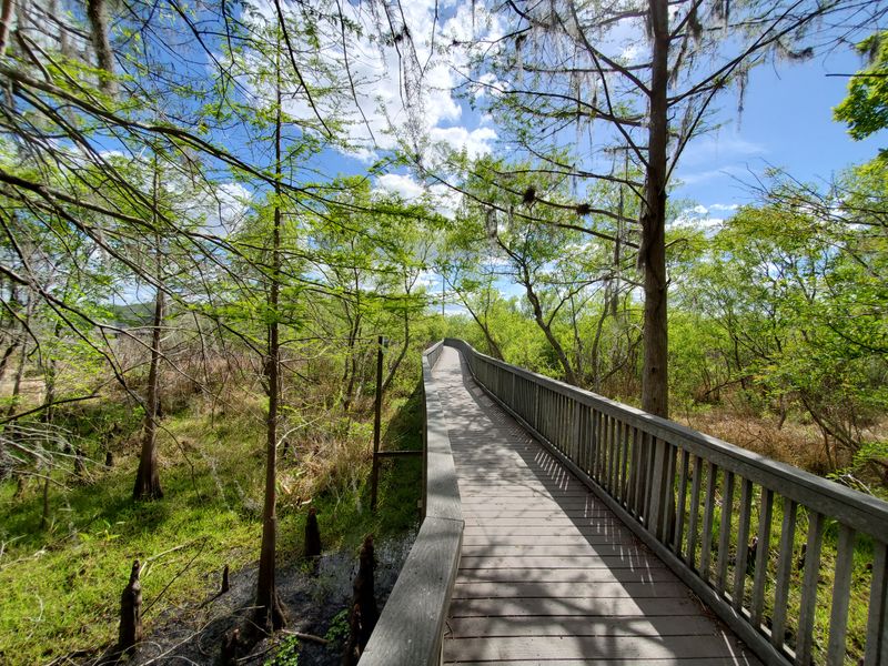 The Boardwalk Experience: Walking Above Swamps and Wetlands