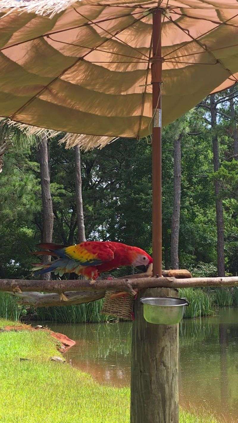 Interactive Budgie Aviary Experience