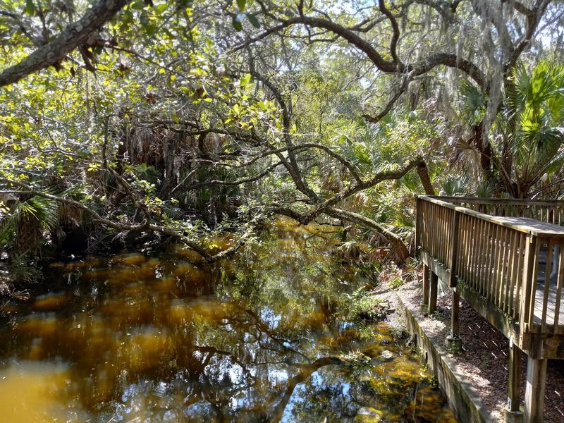 Ancient Hammock Trail (Oscar Scherer State Park)