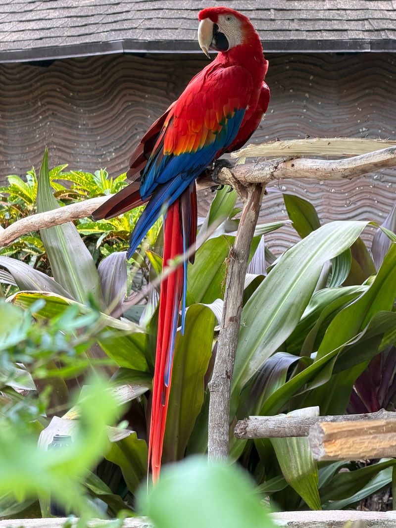 Lorikeet and Parakeet Feeding Adventure