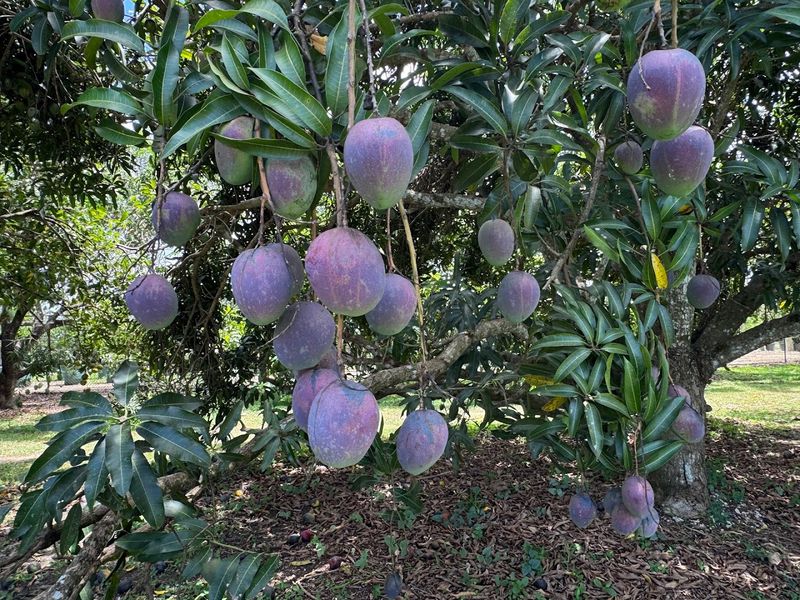 Over 240 Varieties of Mangoes Alone