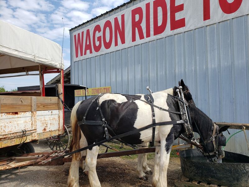 Why The Amish Welcome Center Wagon Tour Is One Of Tennessee's Most Memorable Hidden Gems