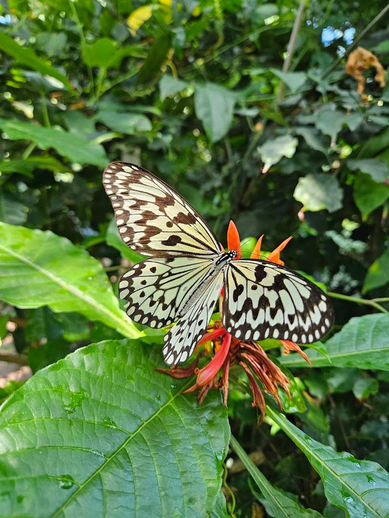 Butterfly Release Moments