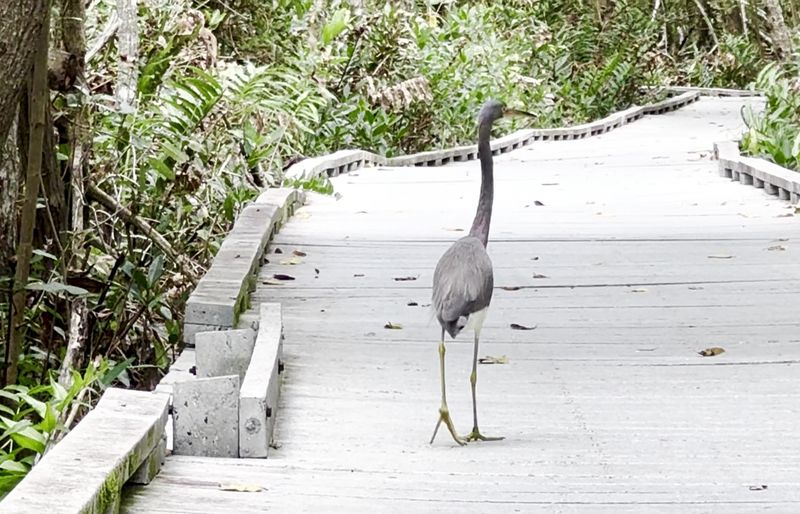 Wildlife Hide-and-Seek