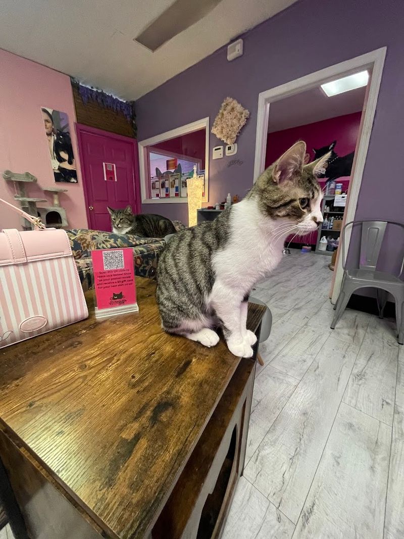 What Makes This Tennessee Cat Café Worth Visiting