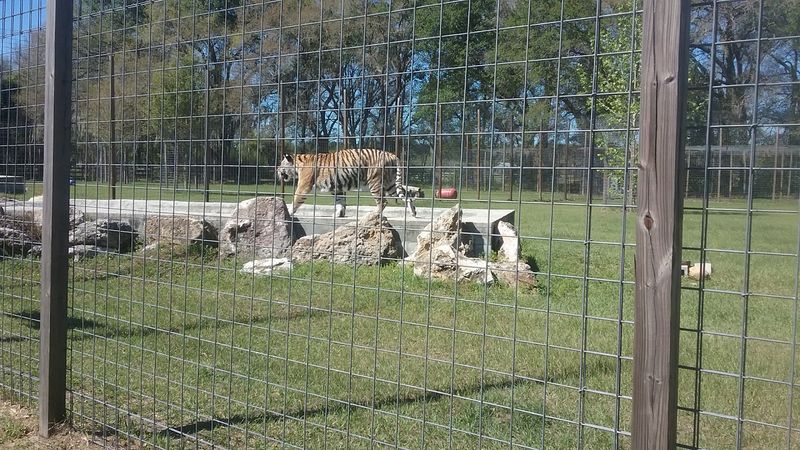 Saturday-Only Schedule Keeps Animals Happy